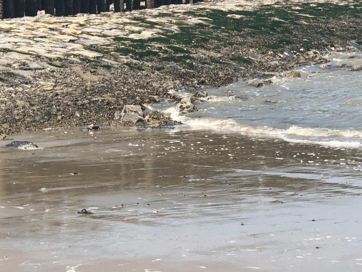 Appartement De Graanzolder Aan Zeeuwse Kust Hoofdplaat Zewnętrze zdjęcie